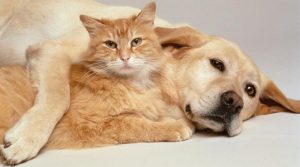 Mungkinkah Virus Corona Menyerang Anjing dan Kucing?