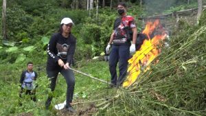 Satres Narkoba Polres Jakbar Temukan dan Musnahkan Belasan Hektar Ladang Ganja di Mandailing Natal