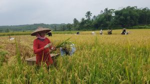 Berkah Zakat, Wujudkan Ketahanan Pangan Di Desa Sindangsari