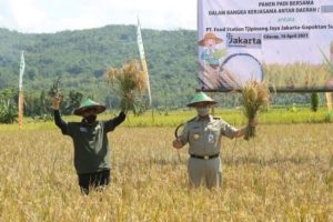 Apresiasi Petani, Anies Panen Raya Di Sumedang