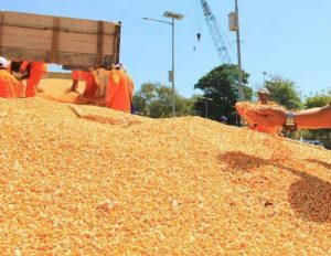 Rektor IPB Arif Satria : Permasalahan Utama Jagung Harus Dibenahi Logistiknya