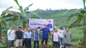 BANGUN EKOSISTEM PERTANIAN, AYEP ZAKI KEMBALI TANAM POHON JAMBU KRISTAL DI CIBADAK, SUKABUMI