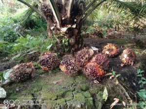 Berkolaborasi dengan Amanah Tani Bersaudara Mardan, Pupuk Cap AAF Siap layani Petani Sawit dan lainnya Lebih Maksimal