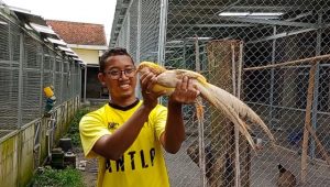 Cari Cuan Lewat Bisnis Ayam Hias