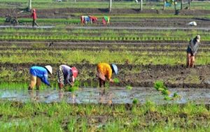 Apresiasi dan Dukungan Perkuat Ketahanan Pangan Nasional