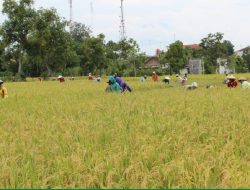 Kabupaten Purwakarta Siap Panen Padi 91.506 Ton