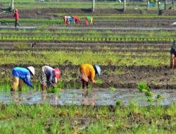 Kesejahteraan Petani Meningkat, Dari Data BPS Capai 118,27, Tahun 2024