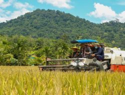 Kementan Giatkan Penggunaan Alsintan Saat Panen Raya