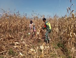 Sukseskan Swasembada Pangan, Babinsa Posramil Babul Makmur Bantu Warga Panen Jagung