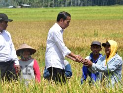 Jokowi Apresiasi Terobosan Mentan Lakukan Percepatan Tanam Padi