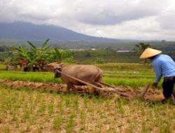 Indonesia Jalin Kerjasama Teknologi Pertanian dengan Iran