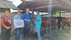 Berdayakan Peternak, Bakrie Amanah Luncurkan Program Agri Zakat Budidaya Sapi