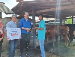 Berdayakan Peternak, Bakrie Amanah Luncurkan Program Agri Zakat Budidaya Sapi